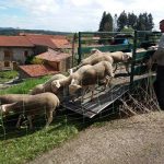 Lse moutons comme tondeuse écologique !