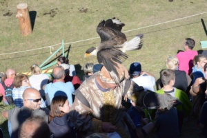 Les rapaces fête médiévale