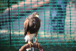 Les rapaces fête médiévale
