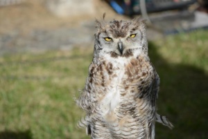 Les rapaces fête médiévale