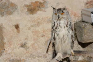 Les rapaces fête médiévale