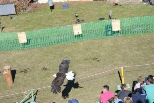 Les rapaces fête médiévale