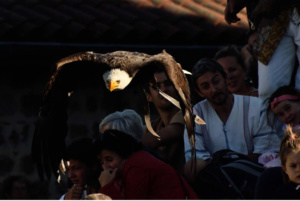 Aigle en vol fête médiévale Leignec 2019