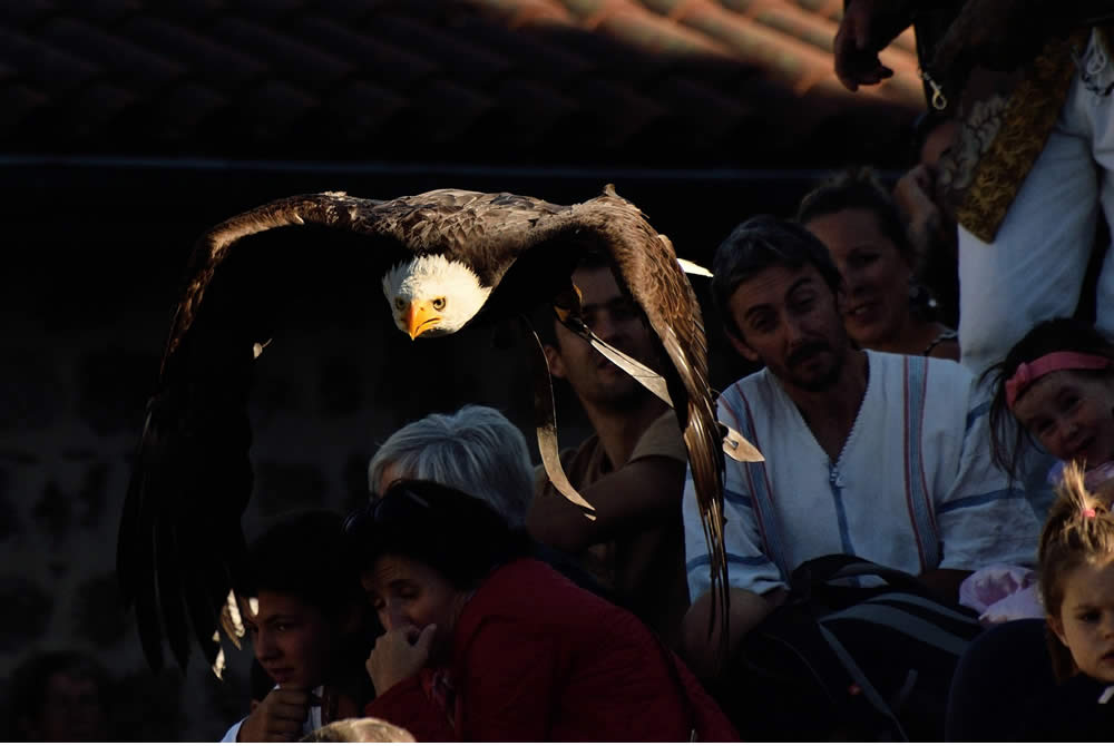 Aigle en vol fête médiévale Leignec 2019