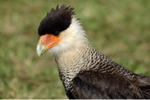 Rapace fête médiévale Leignec 2019