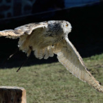 Rapace en vol fête médiévale Leignec 2019