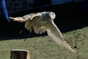 Rapace en vol fête médiévale Leignec 2019