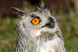 Rapace fête médiévale Leignec 2019