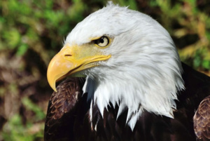Aigle fête médiévale Leignec 2019