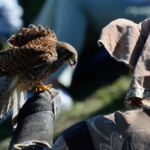 Rapace au bras fête médiévale Leignec 2019