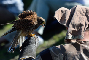 Rapace au bras fête médiévale Leignec 2019