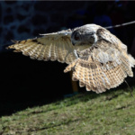 Rapace en vol fête médiévale Leignec 2019