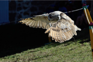 Rapace en vol fête médiévale Leignec 2019